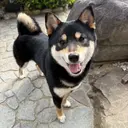 e& tomokaのプロフィール画像