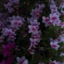 井村 柚葉のプロフィール画像