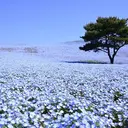 SherryEye REINAのプロフィール画像