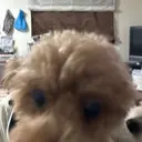 丸尾 萌々香のプロフィール画像