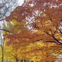 柴田 みさきのプロフィール画像