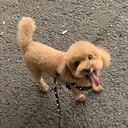 okimoto yuzukaのプロフィール画像