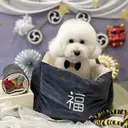 冨永 あんなのプロフィール画像