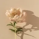 Dream Nailのプロフィール画像