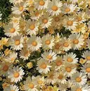 杉森 スギモリのプロフィール画像