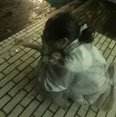 diar blue YUIのプロフィール画像