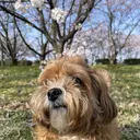 横木 ヨコキのプロフィール画像