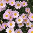 🌼 SHIHOのプロフィール画像