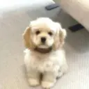 マツ毛パーマ・マツ エク・ネイル Mioのプロフィール画像