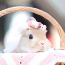 . Hasumiのプロフィール画像