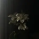 LEAD eye / rionのプロフィール画像