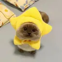 チャ ミーのプロフィール画像