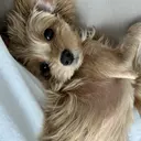 韓国風/オシャレ /縮毛矯正/滝口琴未のプロフィール画像