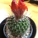 風間 雲母のプロフィール画像