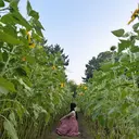 ToliyDeliy akemiのプロフィール画像