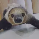 渡辺 あけみのプロフィール画像