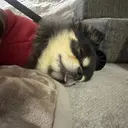 murase 🩷のプロフィール画像