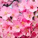 ceRisieR Emuのプロフィール画像