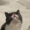 ゴウダ ユキのプロフィール画像