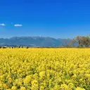 Blanc ヤマグチのプロフィール画像