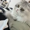 LIU LITONGのプロフィール画像