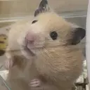 アイプラスサンテ himariのプロフィール画像