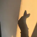 【一重┊︎奥二重】 YOSHIDA🌙のプロフィール画像