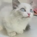 Nakao Harukaのプロフィール画像