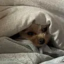 吉田 凛のプロフィール画像