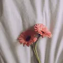 平野 花南のプロフィール画像