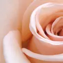 Salon Rosé 🌿漢方🌿足痩せのプロフィール画像