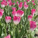 森 朱里のプロフィール画像