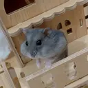 MAXKELLY 🐤KANATANIのプロフィール画像