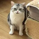 林 雪婷のプロフィール画像