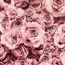 湯澤 すもものプロフィール画像