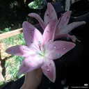 OLIVIA 五十嵐 🩶のプロフィール画像