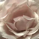 まつしま にこのプロフィール画像