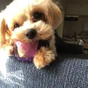 堀内 美珠希のプロフィール画像