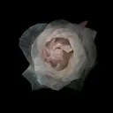 沼口 紫音のプロフィール画像