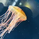 リ アケミのプロフィール画像