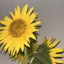 熊田 歩夢のプロフィール画像