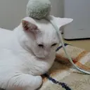 キャンアイドレッシー 府中店　大畠のプロフィール画像