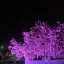 TORCH ゆいのプロフィール画像