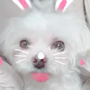 マイアンジェリーク 津曲のプロフィール画像