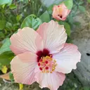 ピサノ 繭子のプロフィール画像