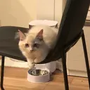 Alraー めめのプロフィール画像