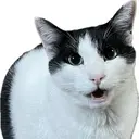 猫大好き❤️美容師 keiのプロフィール画像