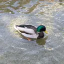 岩本 ちなりのプロフィール画像