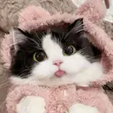 spira rianのプロフィール画像