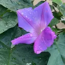 Holly  Bio KIKOのプロフィール画像